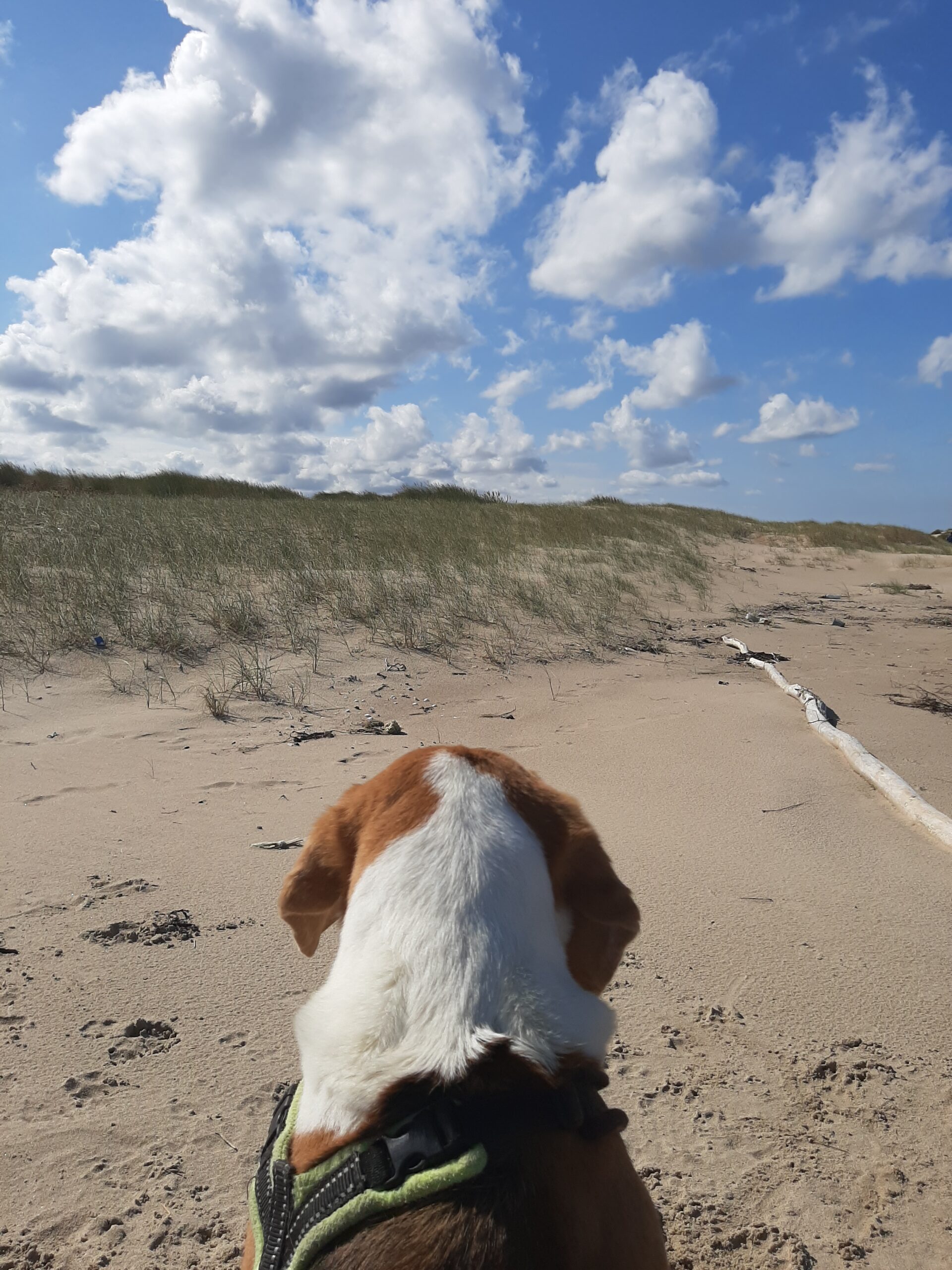 chien de dos à la plage