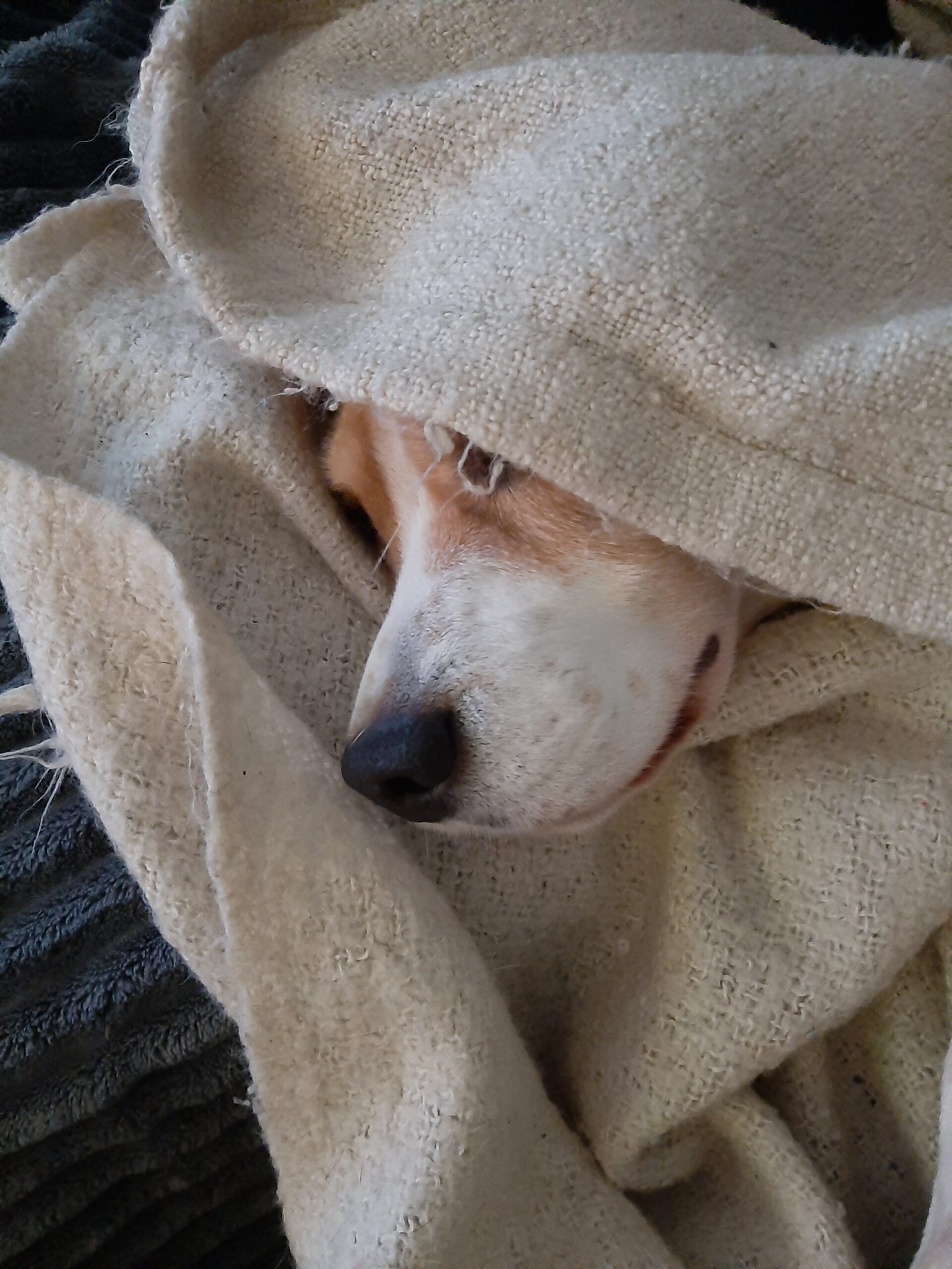 chien sous une couverture