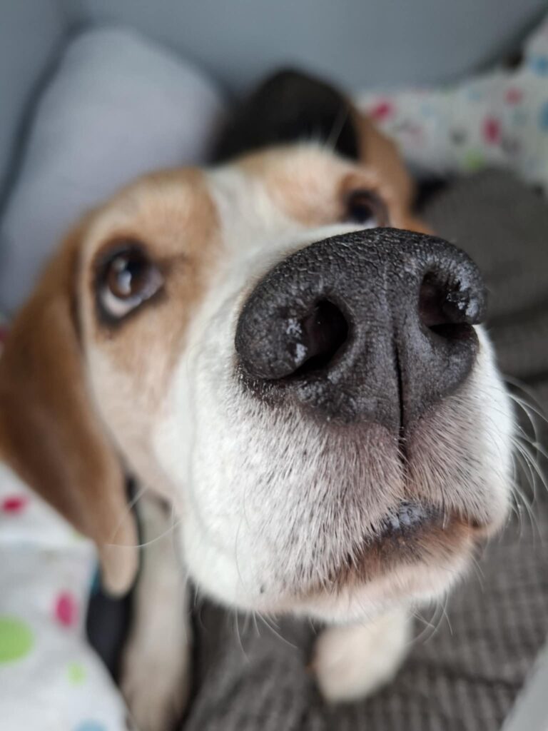 Gros plan sur la truffe d'un chien