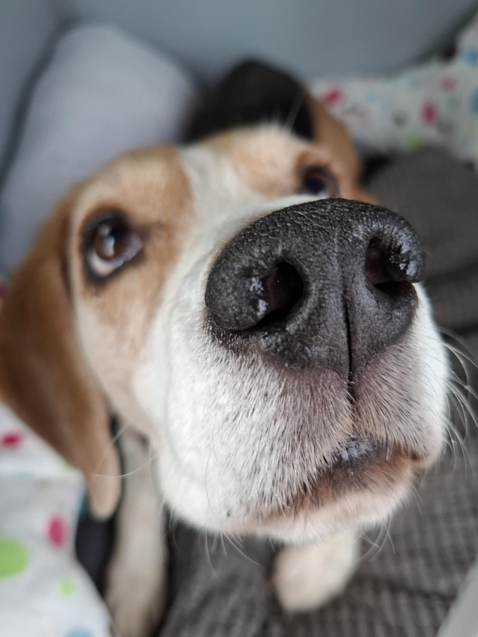 Gros plan sur la truffe d'un chien