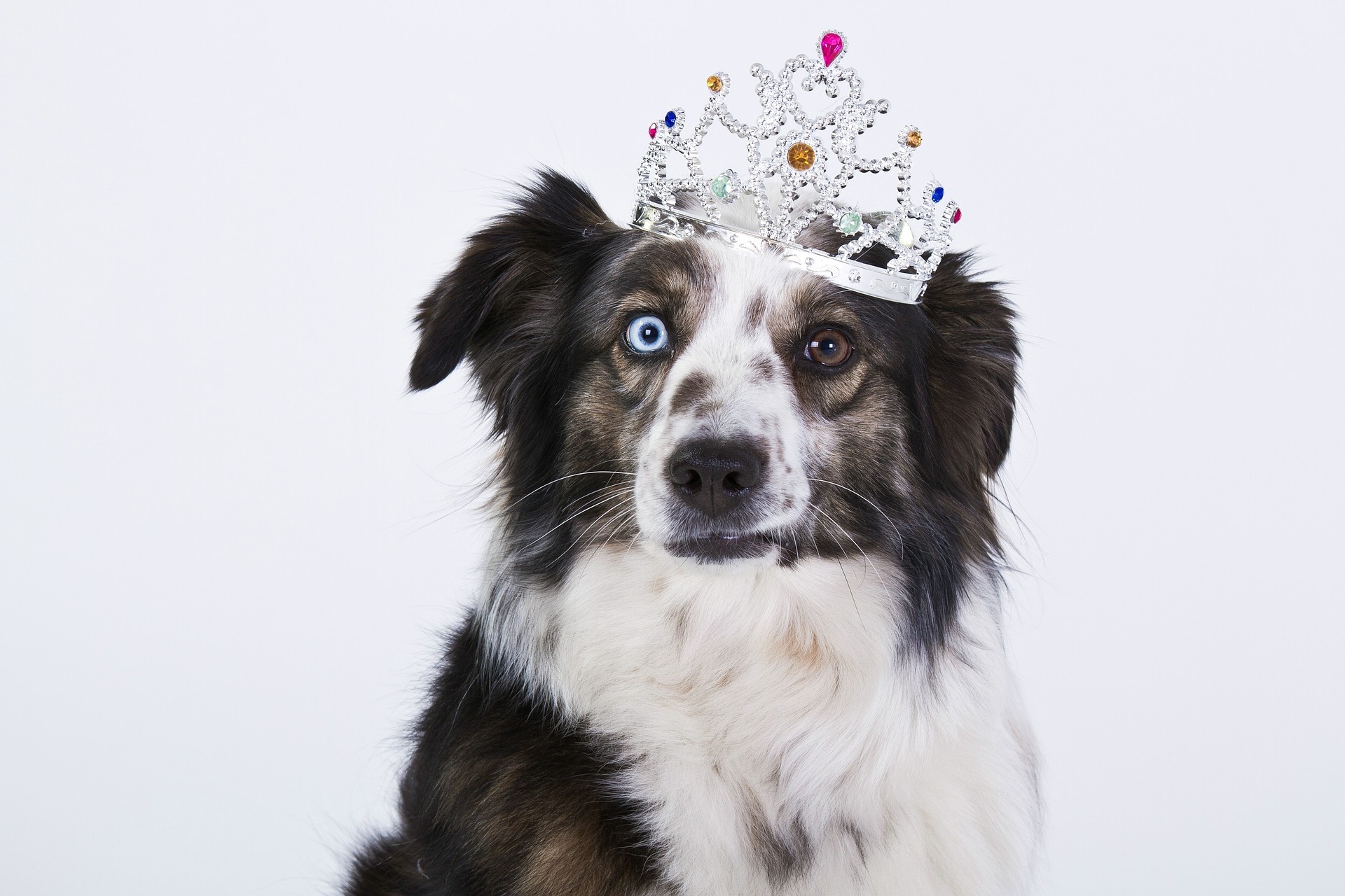 Chien détendu près de son humain : dominance chez le chien, une idée reçue
