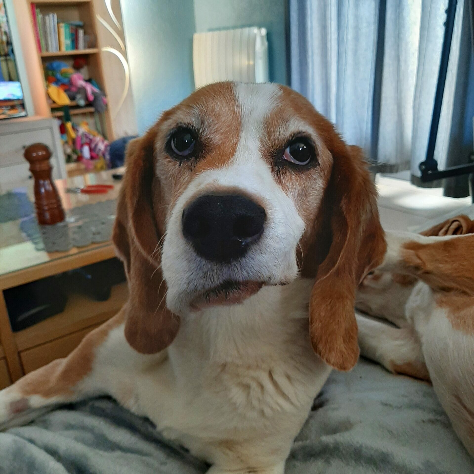 chien sénior