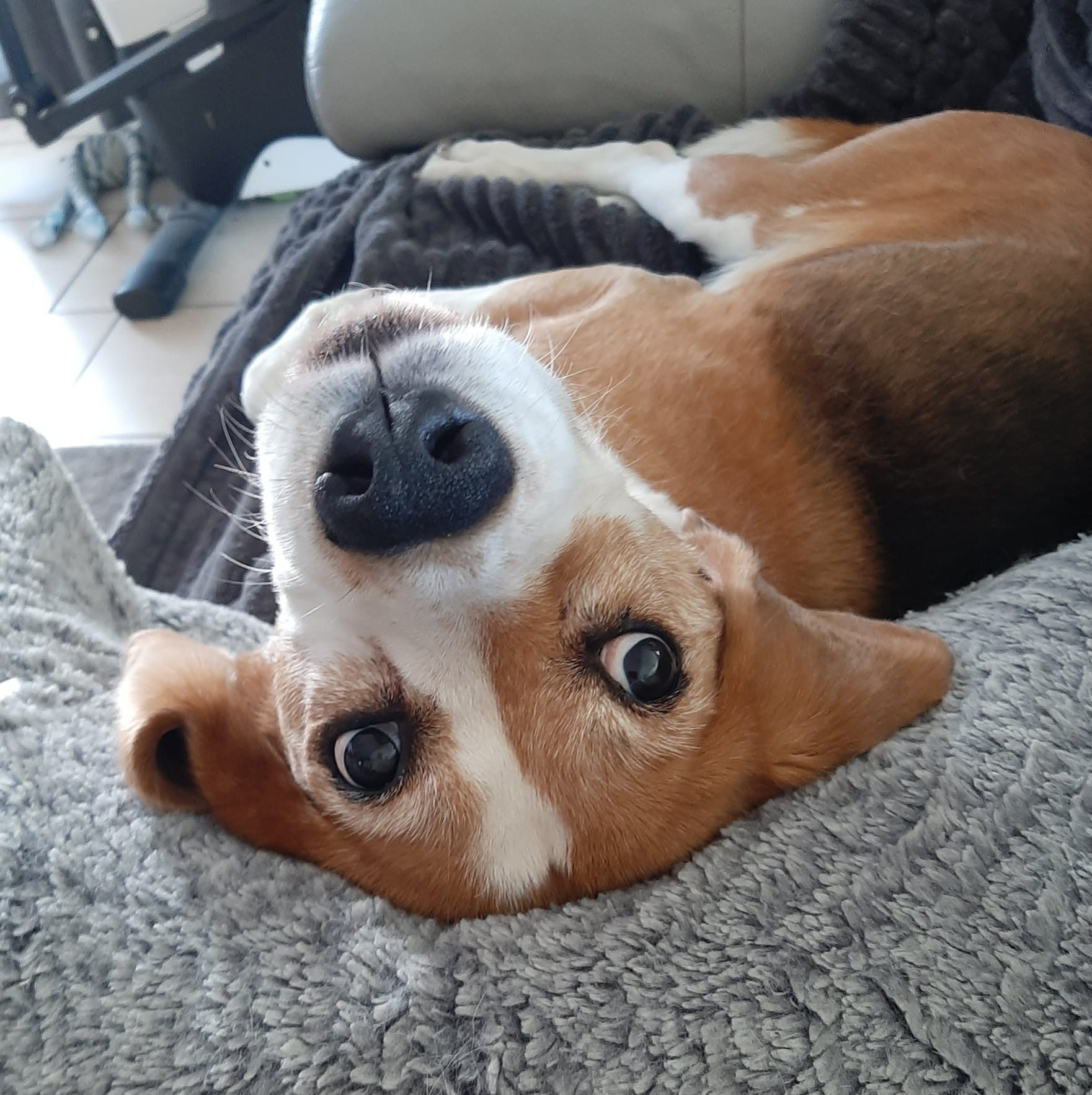 chien de l'éducateur à l'envers